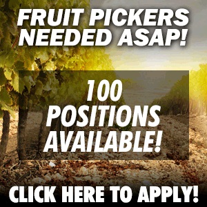 Fruit ad